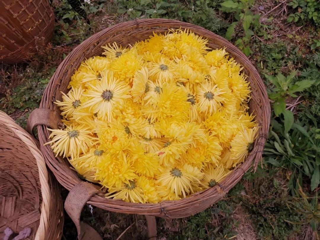 矮红村：满山遍地“黄金”菊