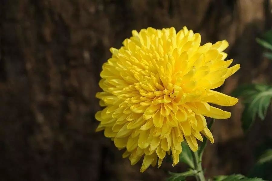 矮红村：满山遍地“黄金”菊