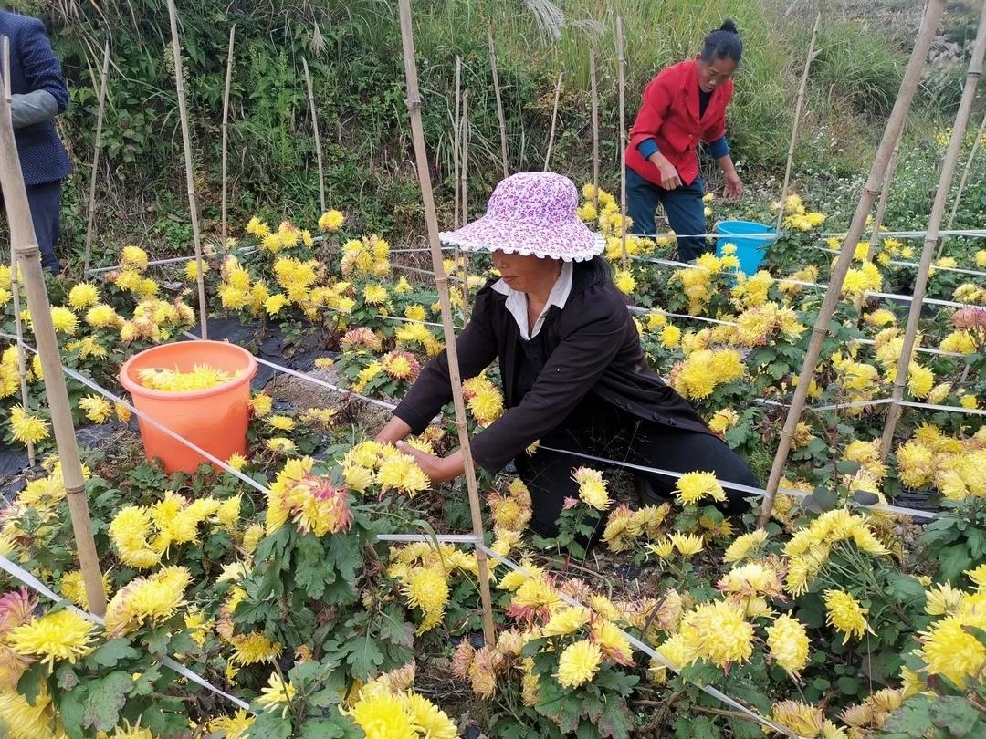 矮红村：满山遍地“黄金”菊