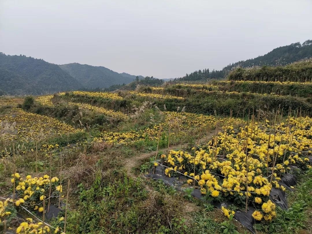 矮红村：满山遍地“黄金”菊