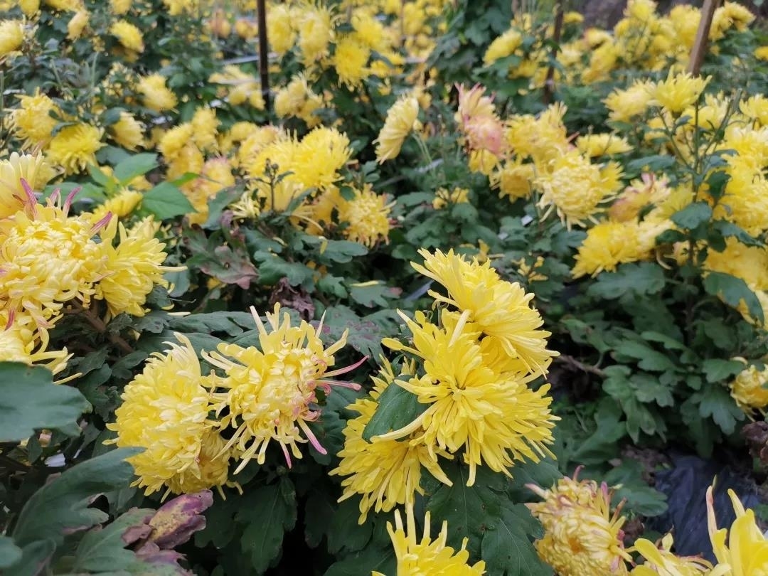 矮红村：满山遍地“黄金”菊