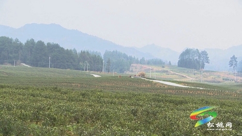 孟麟来松桃调研茶产业发展及企业复工复产情况