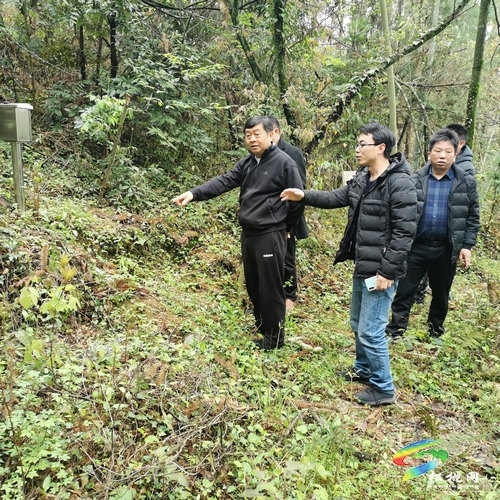 石敏到牛郎镇正大镇督导油茶产业森林防火地质灾害等相关工作