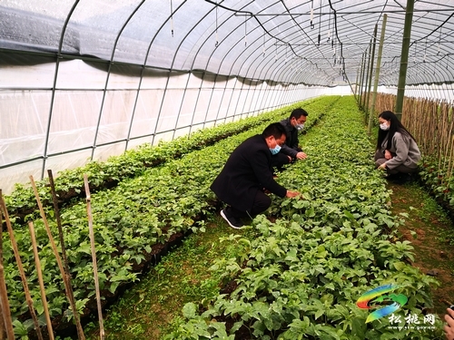 【冲刺90天 打赢歼灭战】松桃吹响种植产业发展扶贫冲刺号