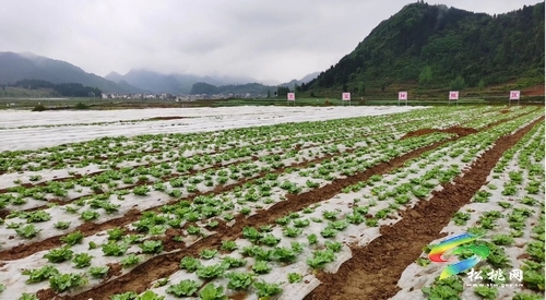 【冲刺90天 打赢歼灭战】聚焦发展要素 助推脱贫攻坚