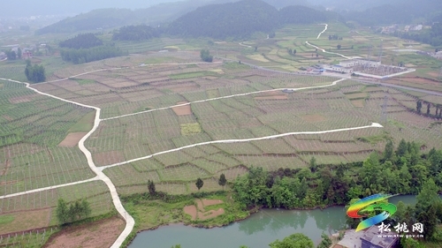 突出党建领航 续写脱贫新篇