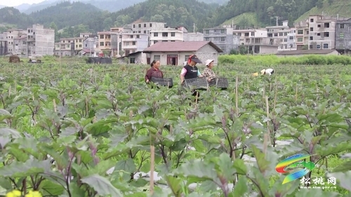 松桃念好“三字经”，打好“民心党建+村社合一”融合牌