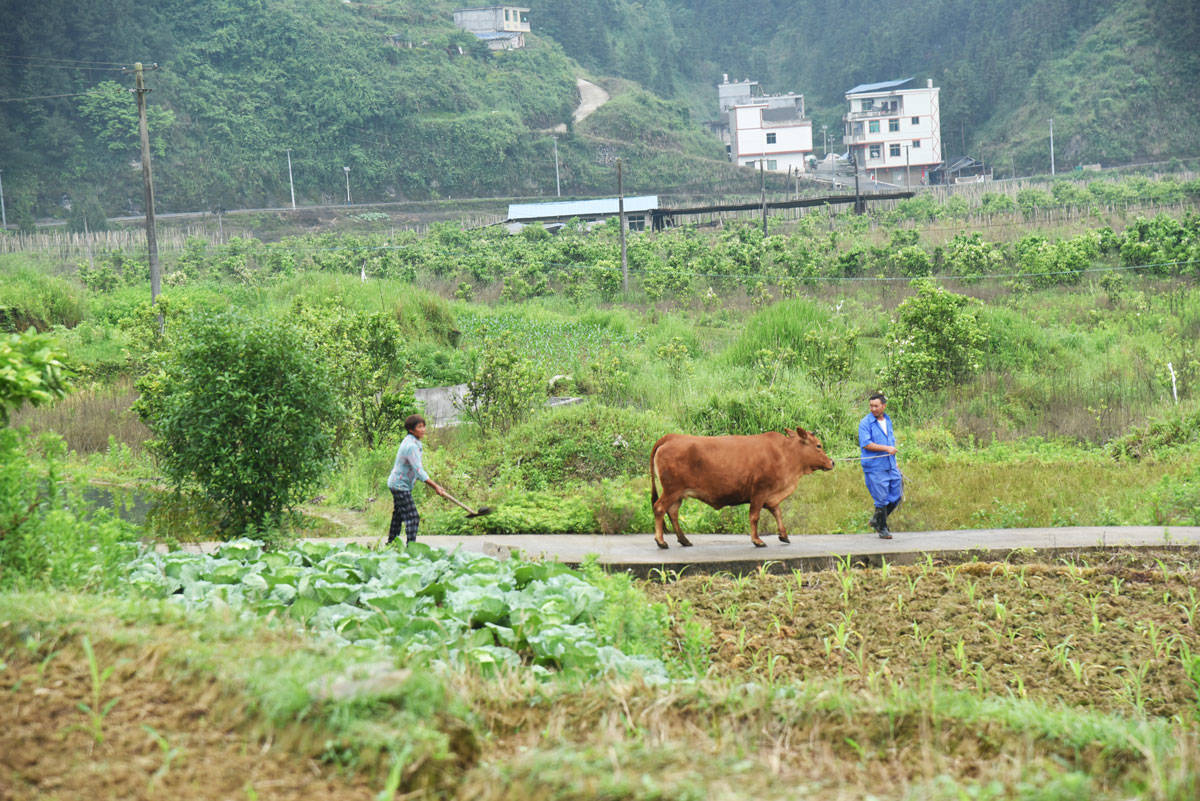 松桃矮塞村：壮大集体经济　助力乡村振兴