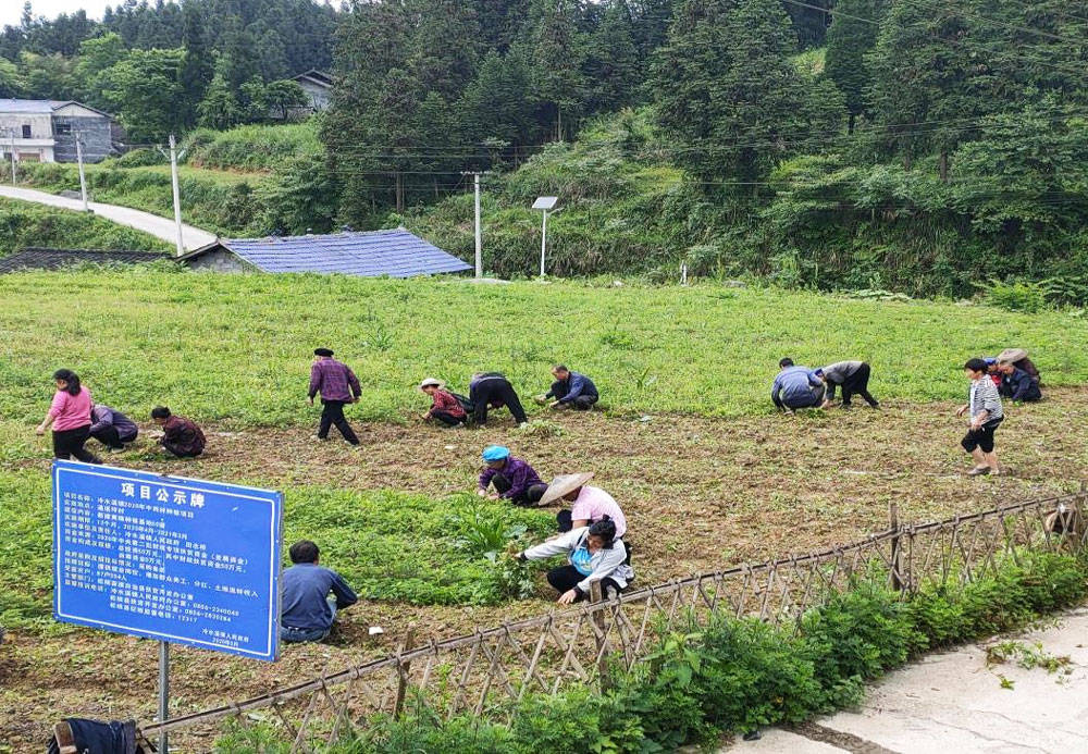 冷水溪镇通塔坪村：组织发动群众调动力、因地制宜促乡村振兴