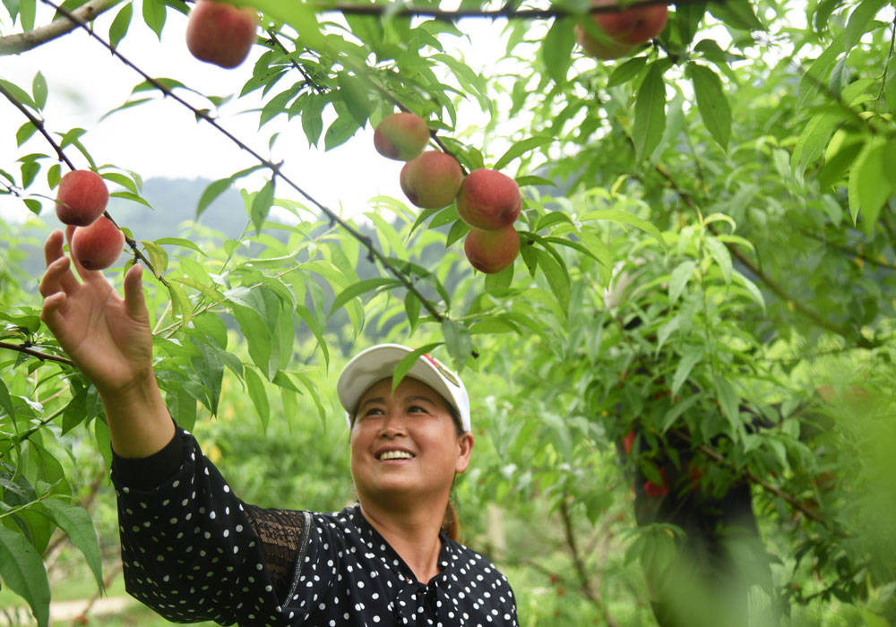 松桃九江：百亩桃林致富果，阵阵桃香扑鼻来