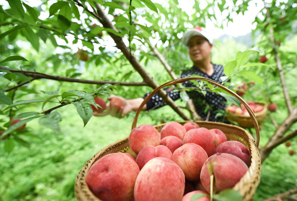 松桃九江：百亩桃林致富果，阵阵桃香扑鼻来