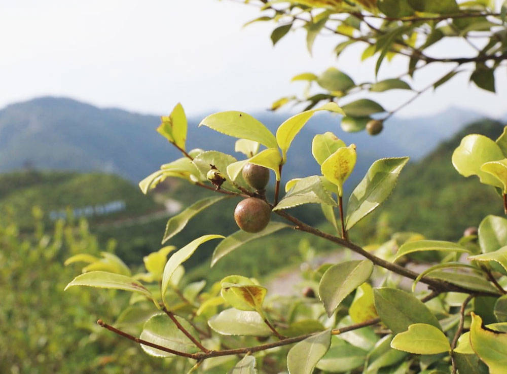 夏红民到松桃调研时强调