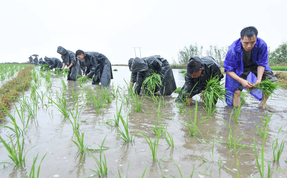 松桃：抢抓农时，民兵冒雨助农栽秧忙