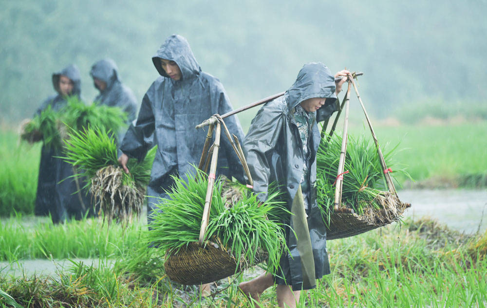 松桃：抢抓农时，民兵冒雨助农栽秧忙