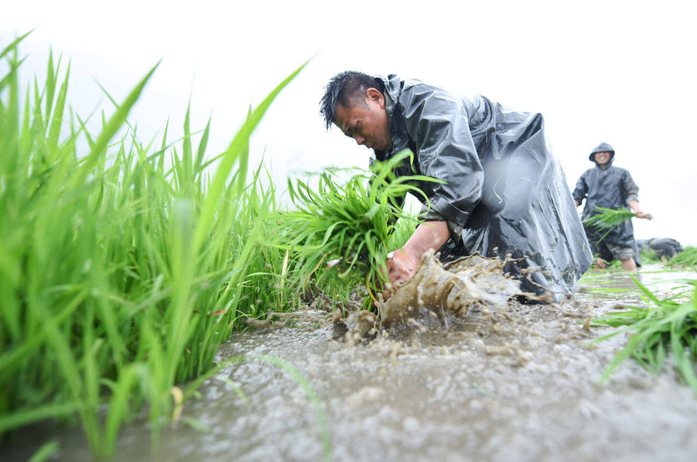 松桃：抢抓农时，民兵冒雨助农栽秧忙