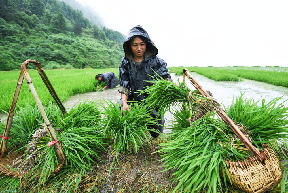 松桃：抢抓农时，民兵冒雨助农栽秧忙