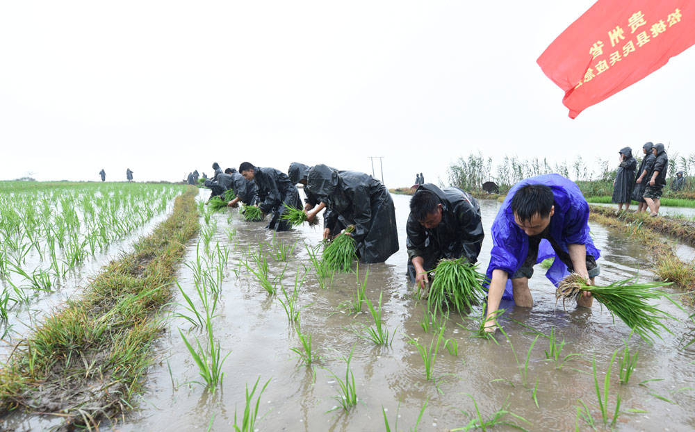 松桃：抢抓农时，民兵冒雨助农栽秧忙