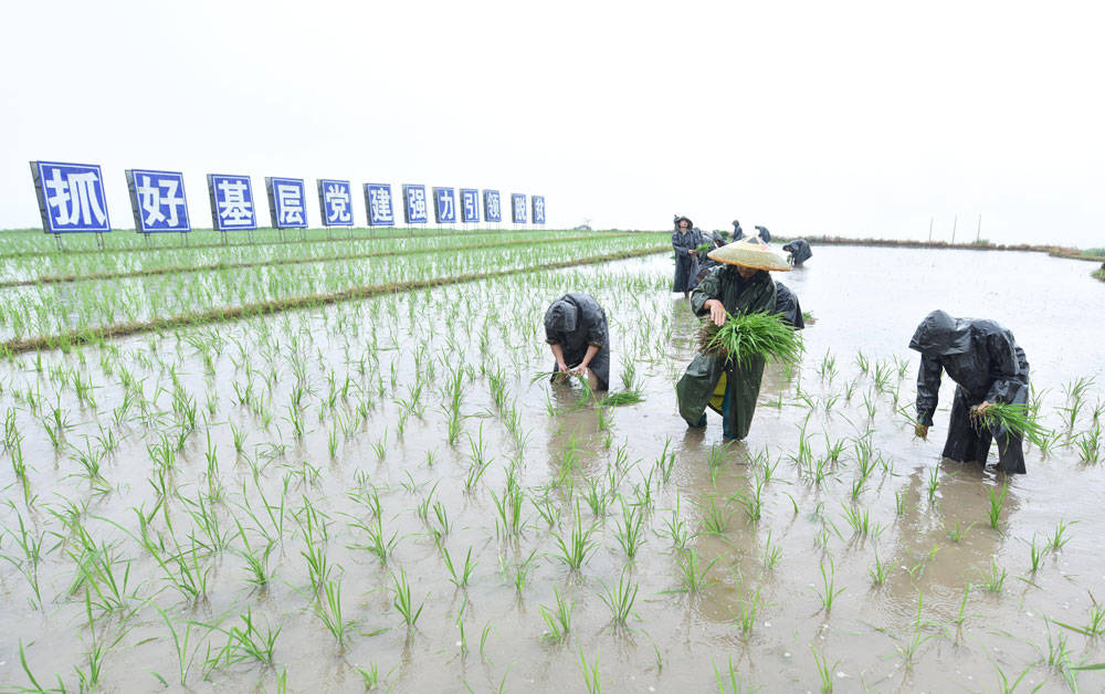 松桃：抢抓农时，民兵冒雨助农栽秧忙