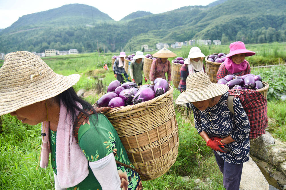 松桃：“我产你销”，500亩夏季茄子喜获丰收