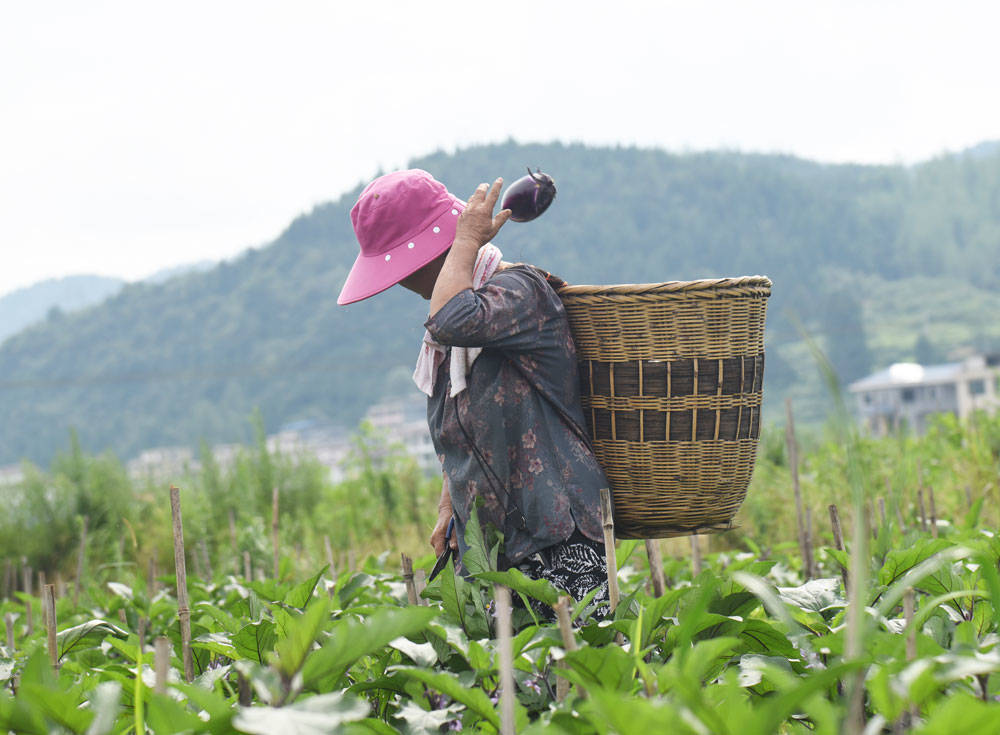 松桃：“我产你销”，500亩夏季茄子喜获丰收