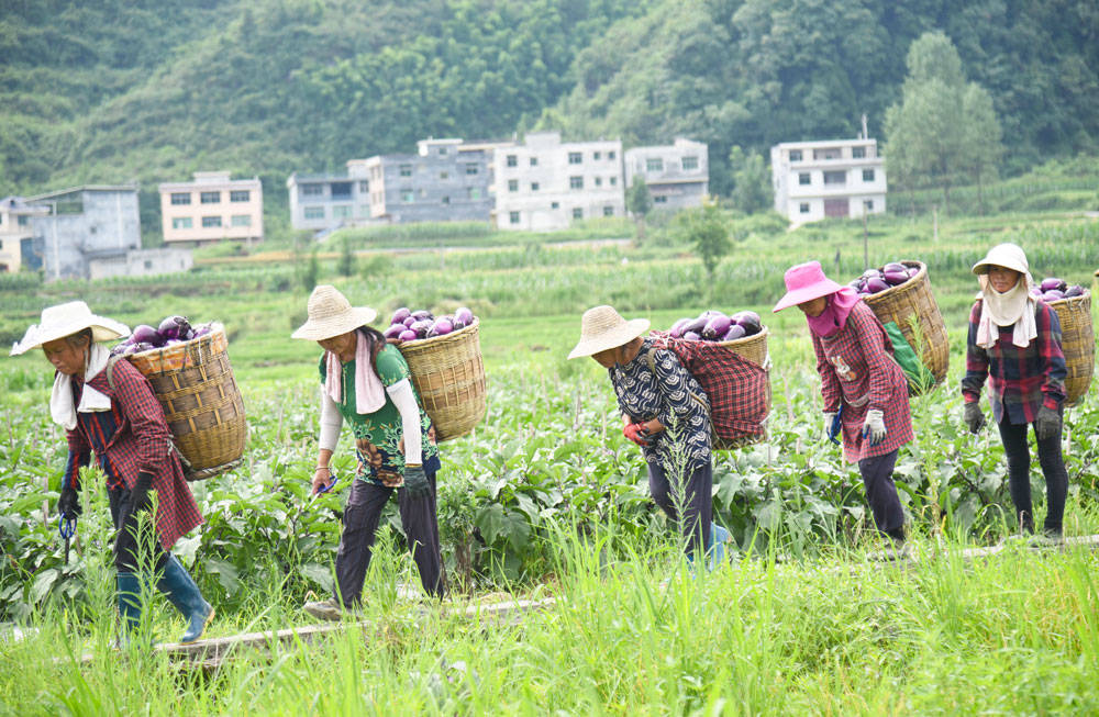 松桃：“我产你销”，500亩夏季茄子喜获丰收