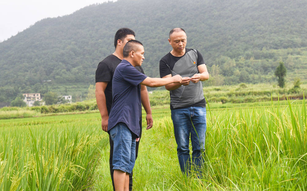 松桃：关键农时帮一把虫口夺粮保丰收