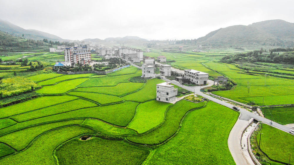 松桃：关键农时帮一把虫口夺粮保丰收