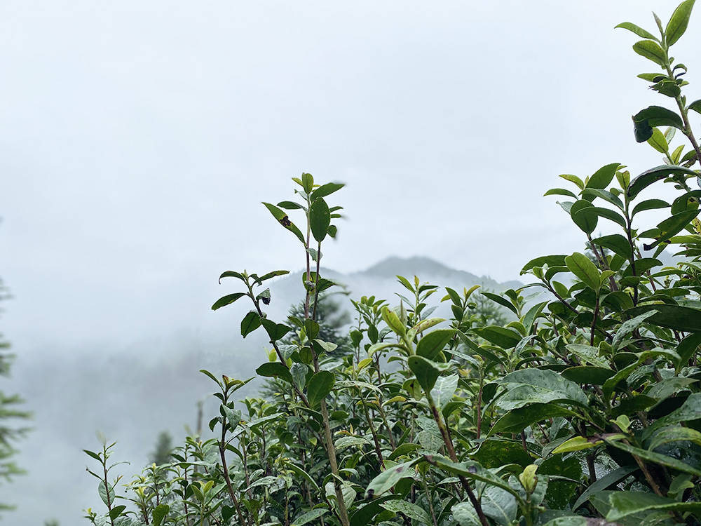 永安乡：以山为基 引水精蕴 拓平道路探振兴《一》