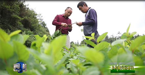 永安乡：以山为基 引水精蕴 拓平道路探振兴《一》