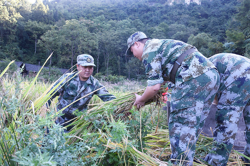 【我为群众办实事】松桃：农家秋收好  民兵助农忙