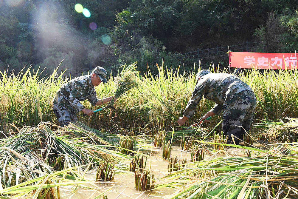 【我为群众办实事】松桃：农家秋收好  民兵助农忙