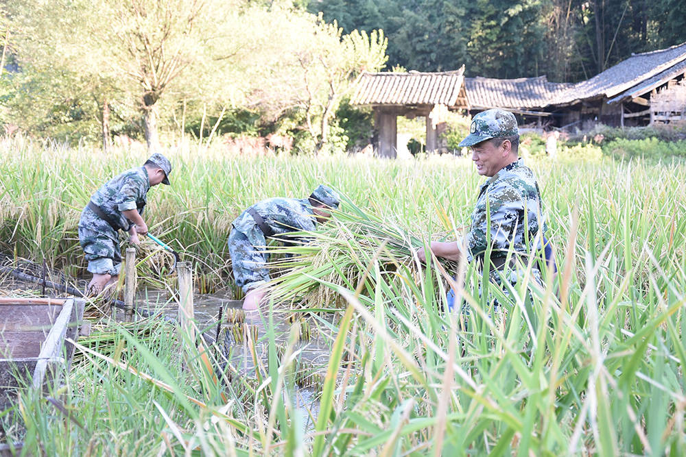 【我为群众办实事】松桃：农家秋收好  民兵助农忙