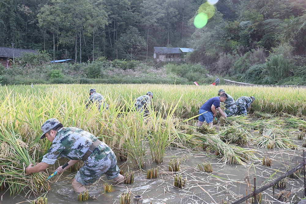 【我为群众办实事】松桃：农家秋收好  民兵助农忙