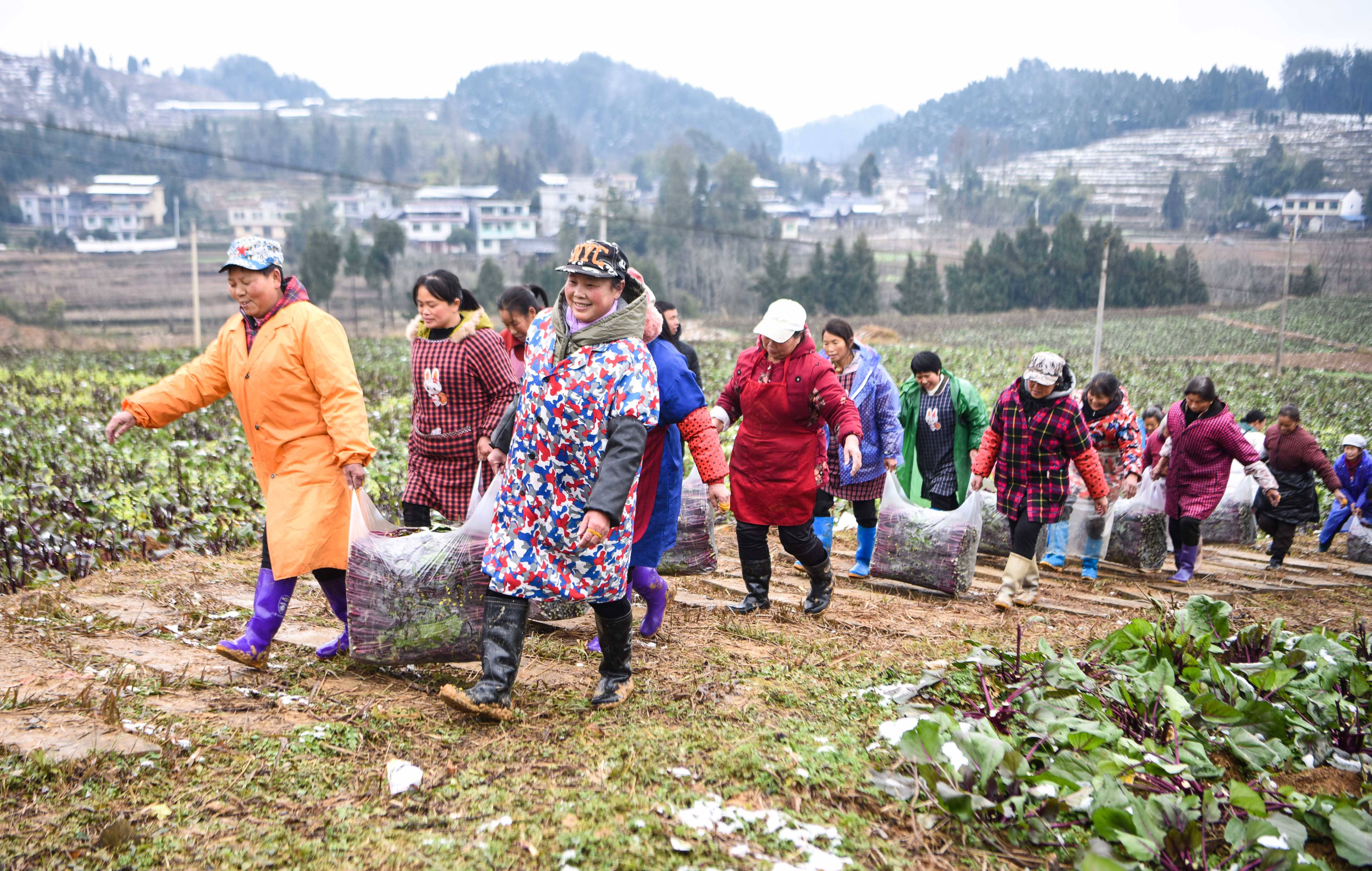 【新春走基层】松桃：红菜薹采收忙　保障市场供应