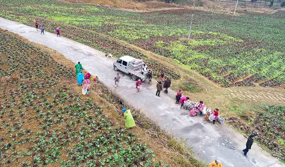 【新春走基层】松桃：红菜薹采收忙　保障市场供应