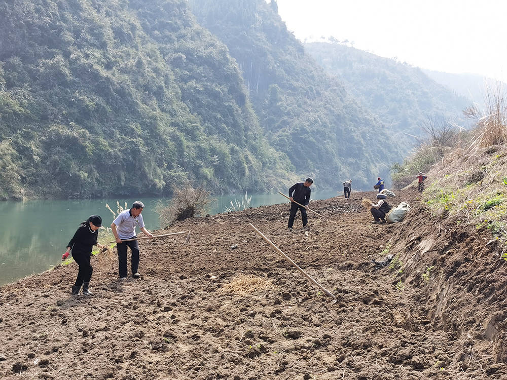 木树镇：小小折耳根 拓宽致富路