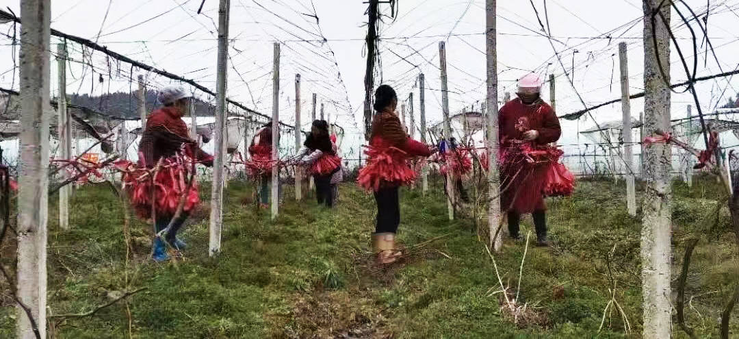 太平营街道：“田秀才”助力乡村振兴