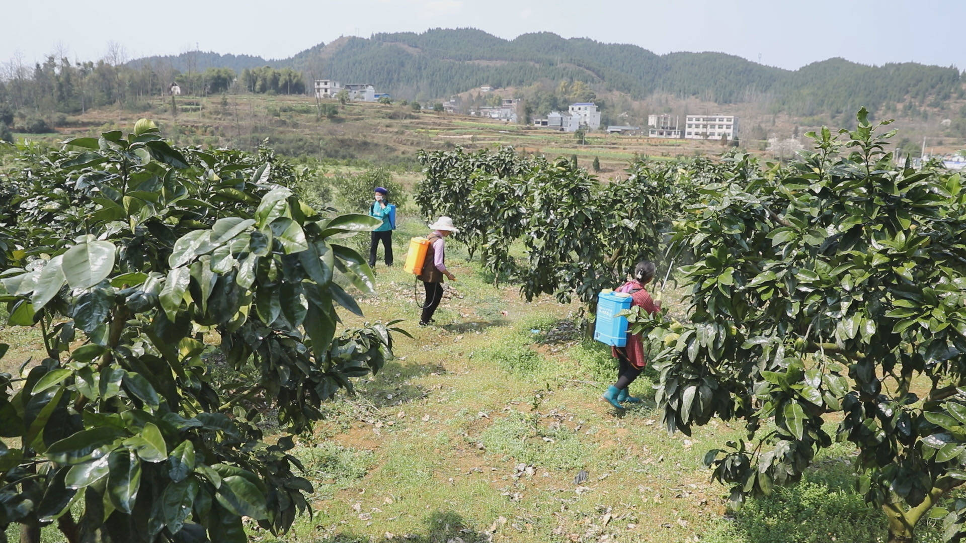 【乡村振兴记者行】大坪场镇：全力推进春耕生产