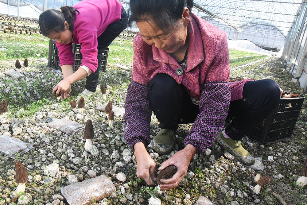 孟溪镇:羊肚菌喜获丰收　村民采摘忙