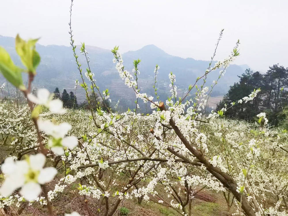 沙坝河乡：千亩李花绘春色 春风拂面产业兴