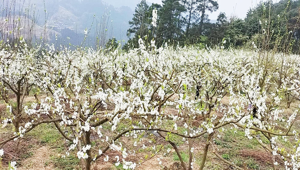 沙坝河乡：千亩李花绘春色 春风拂面产业兴