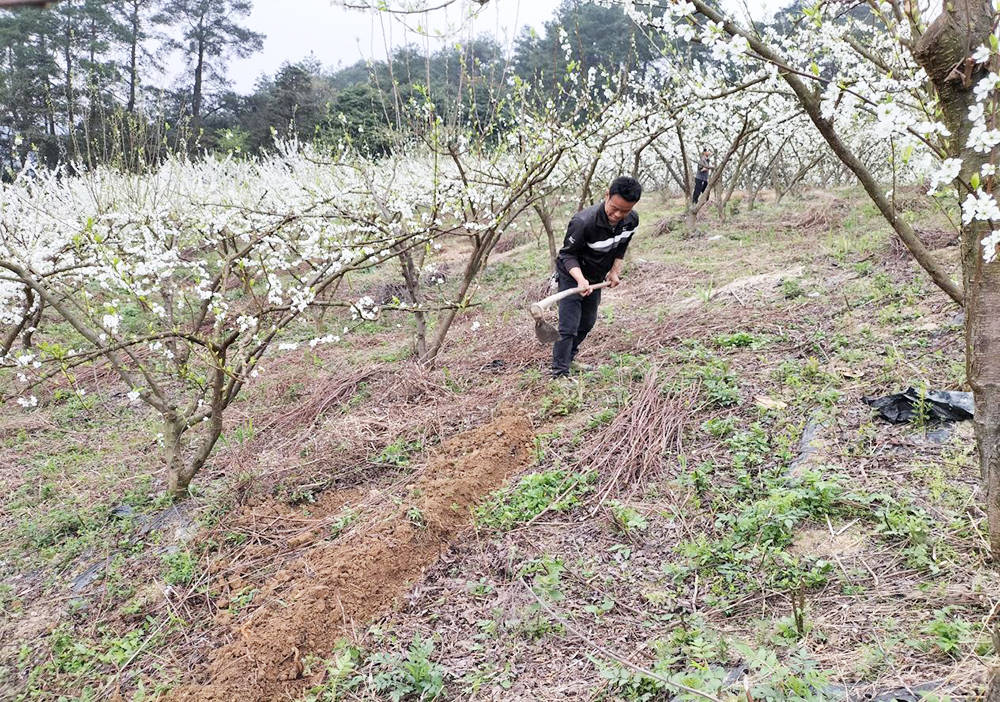 沙坝河乡：千亩李花绘春色 春风拂面产业兴