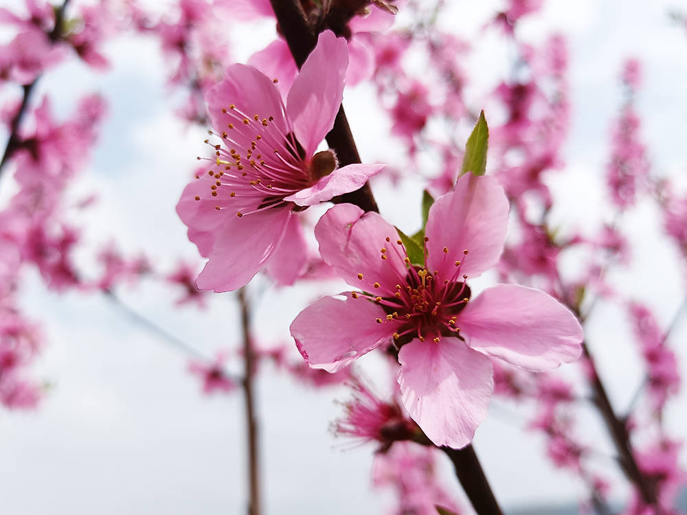 孟溪镇：千亩桃李花开 ，绝美花海等你来