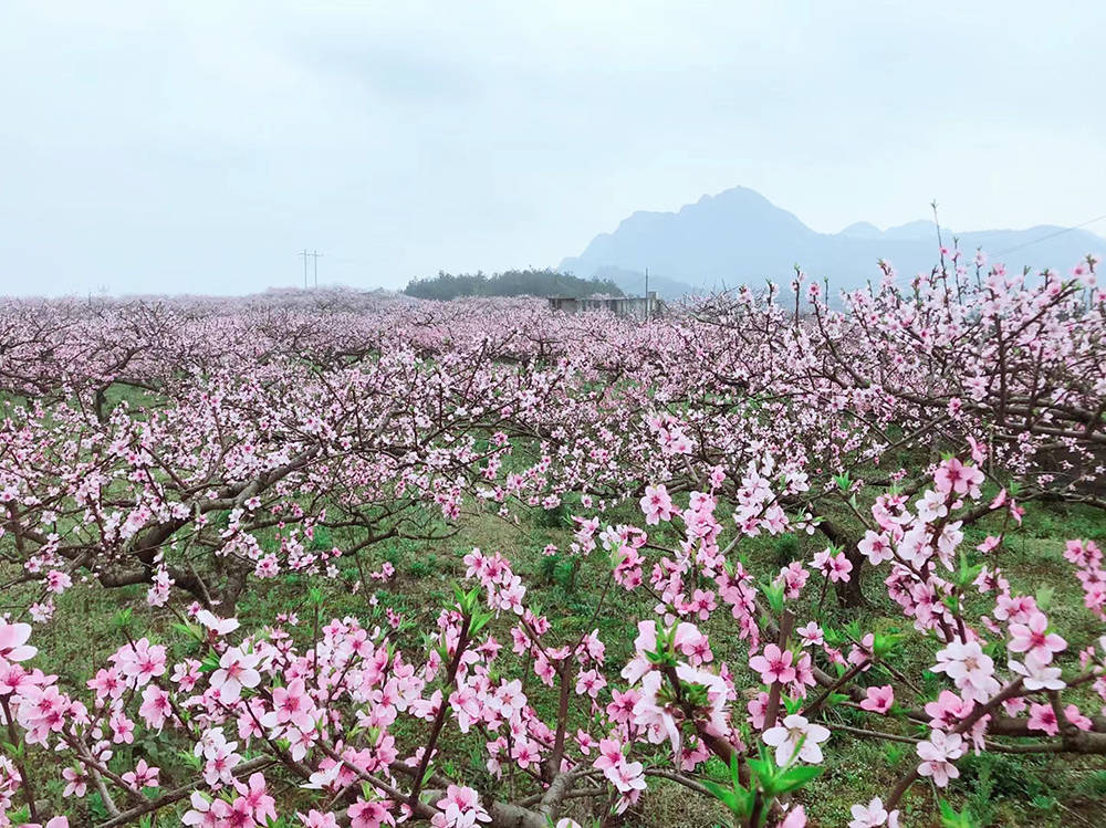 孟溪镇：千亩桃李花开 ，绝美花海等你来