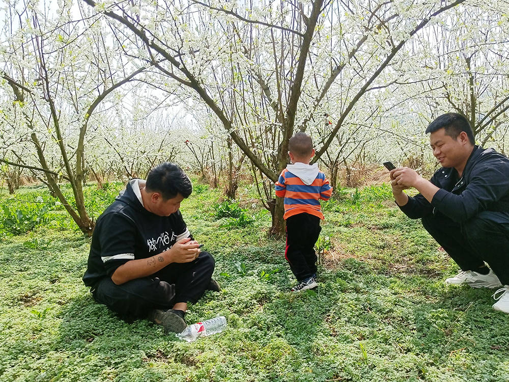 孟溪镇：千亩桃李花开 ，绝美花海等你来