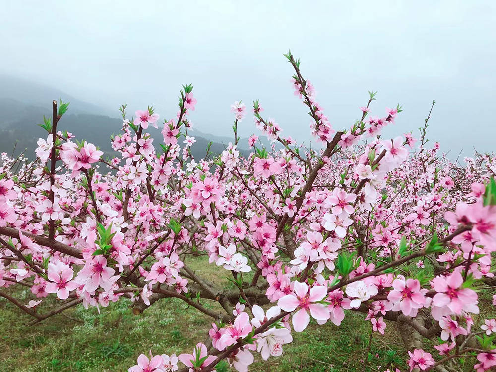 孟溪镇：千亩桃李花开 ，绝美花海等你来