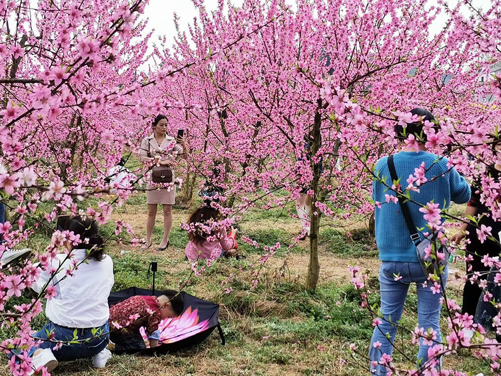 孟溪镇：千亩桃李花开 ，绝美花海等你来