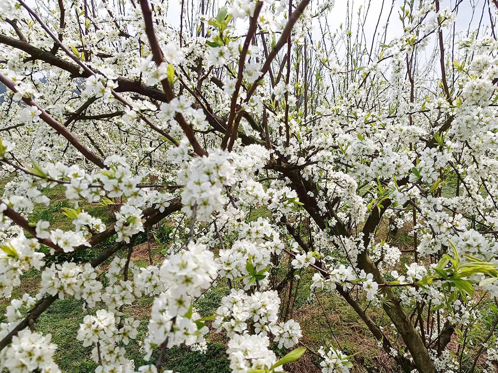 孟溪镇：千亩桃李花开 ，绝美花海等你来