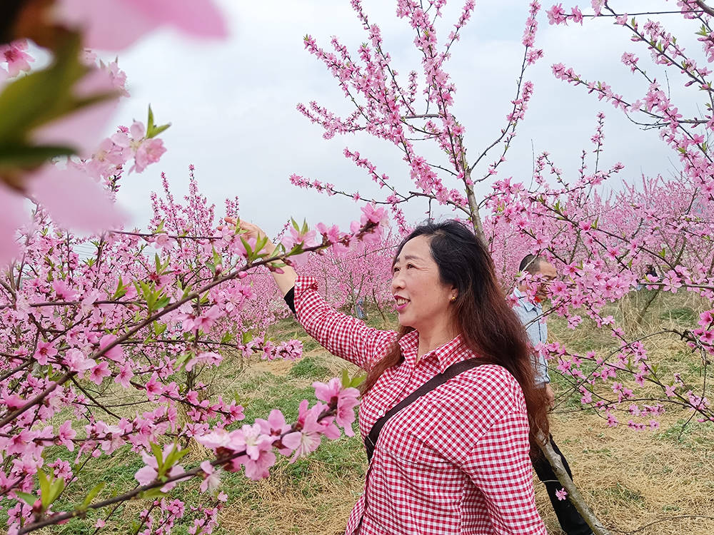 孟溪镇：千亩桃李花开 ，绝美花海等你来