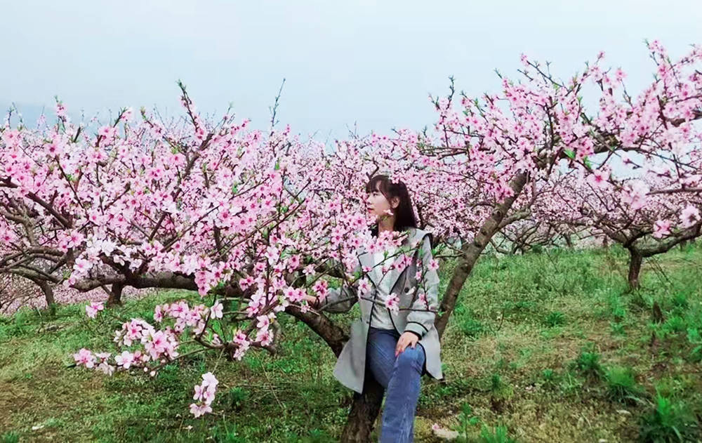 孟溪镇：千亩桃李花开 ，绝美花海等你来